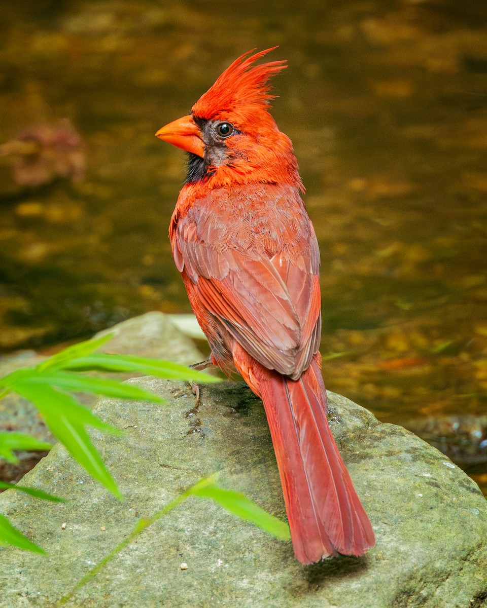 Cardinal rouge - ML620577756