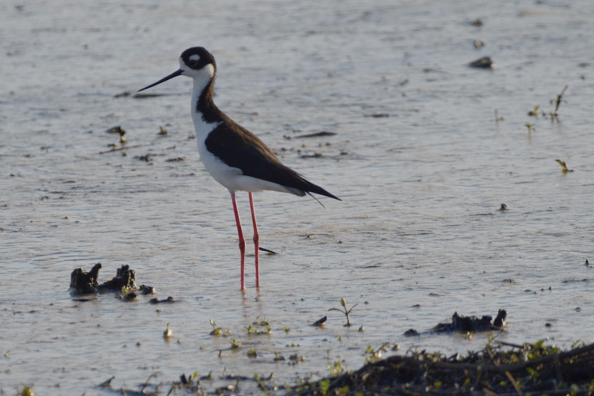 Black-necked Stilt - ML620577757