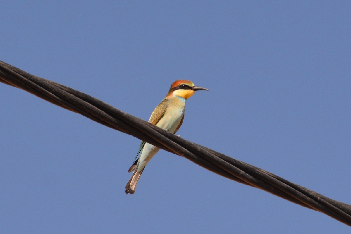 European Bee-eater - ML620577763