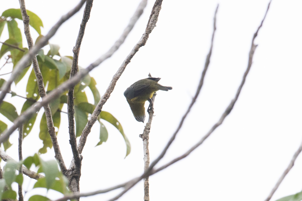 Golden-bellied Euphonia - ML620577764