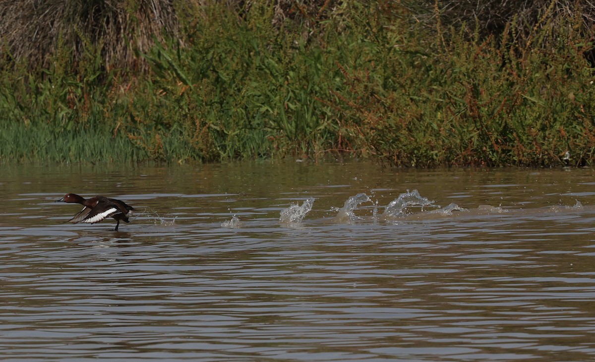 Ferruginous Duck - ML620577771