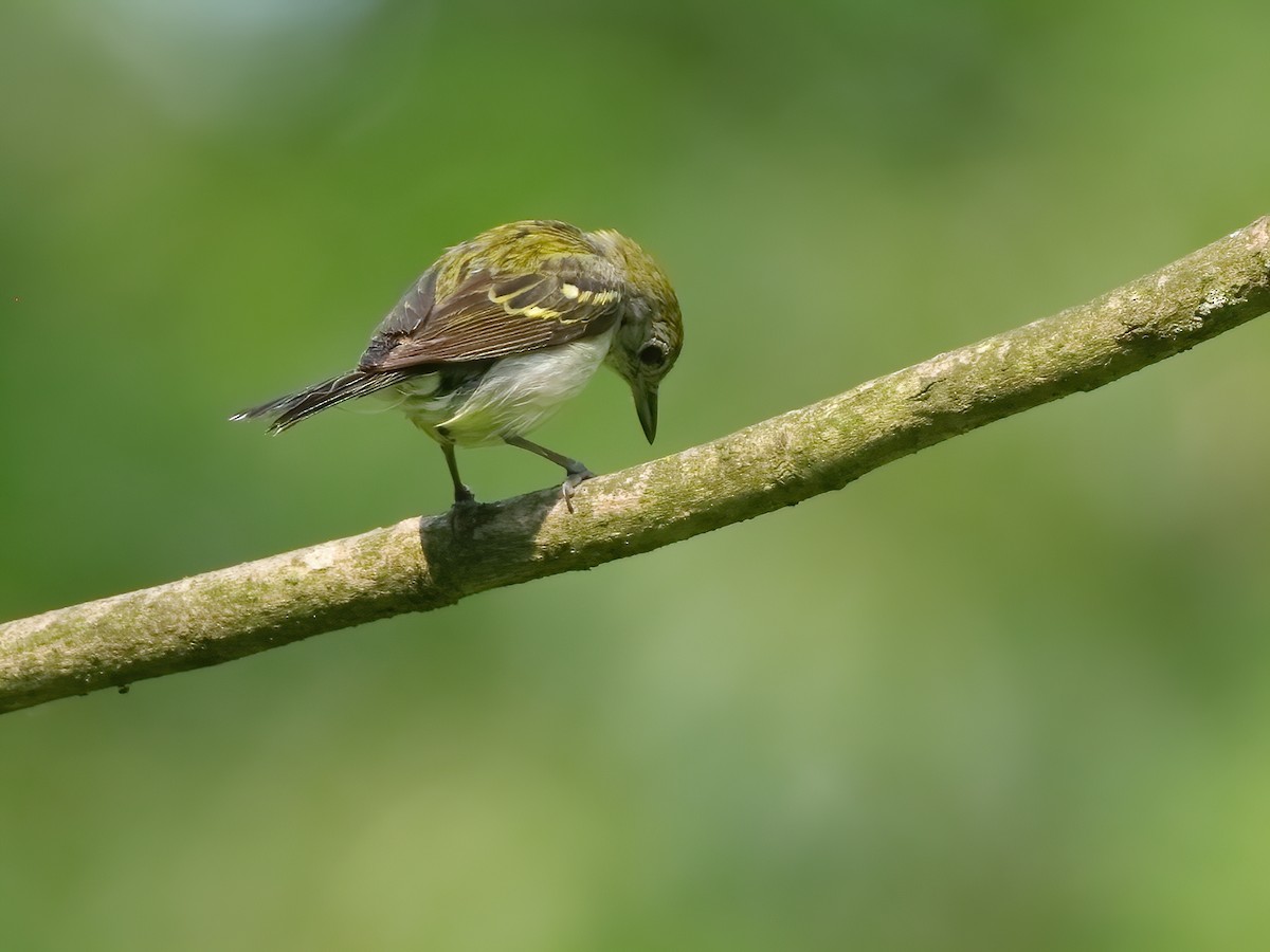 Chestnut-sided Warbler - ML620577782