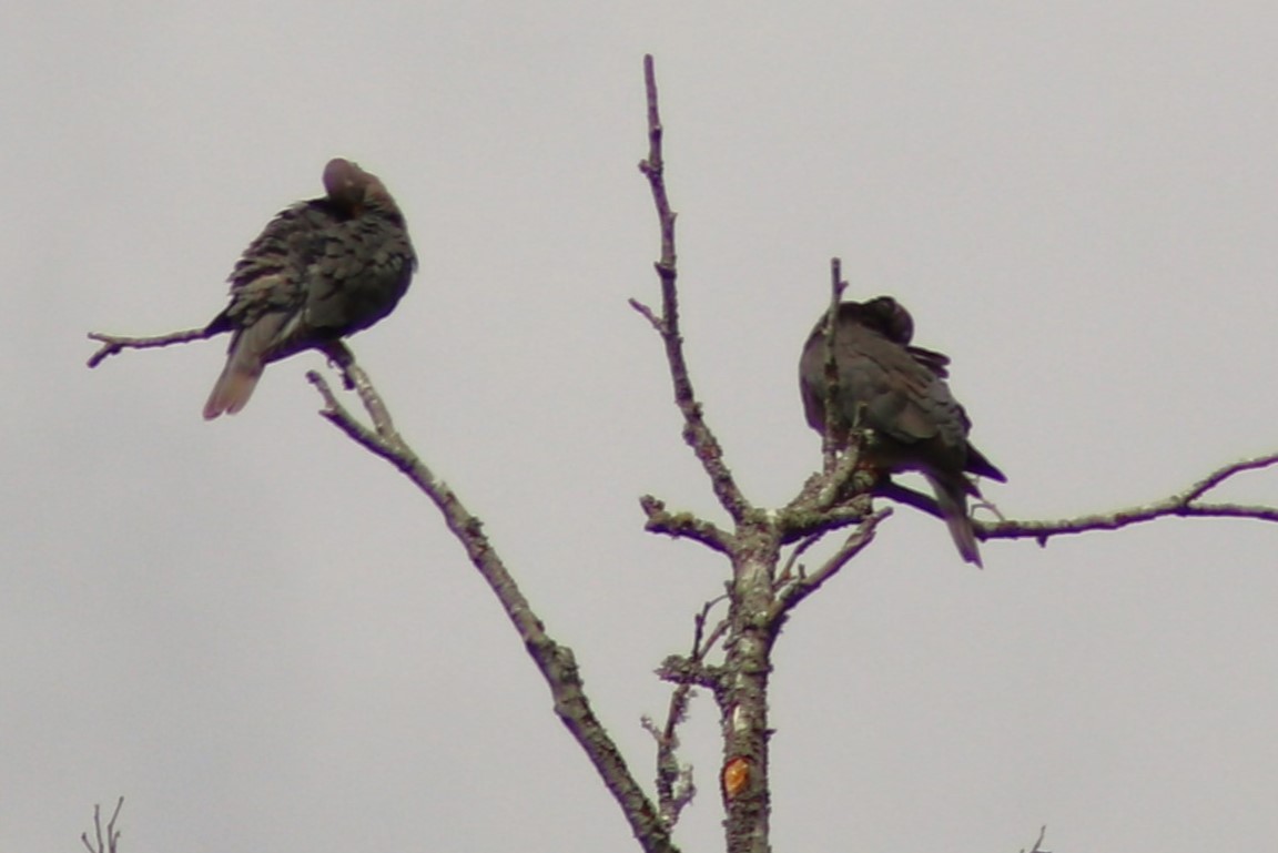 Band-tailed Pigeon - ML620577788