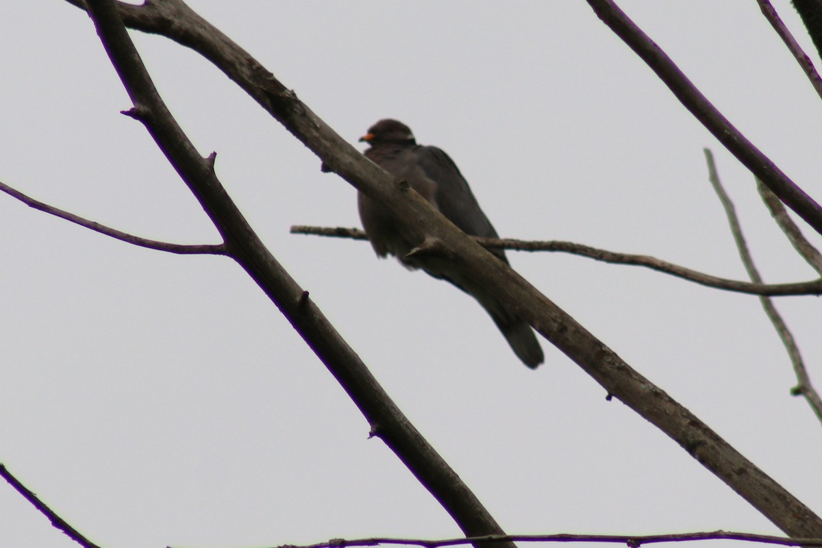 Band-tailed Pigeon - ML620577789