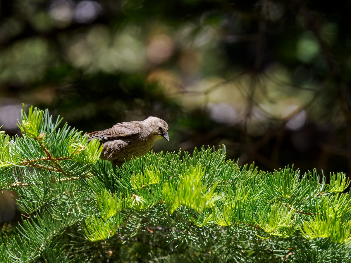 Brown-headed Cowbird - ML620577796