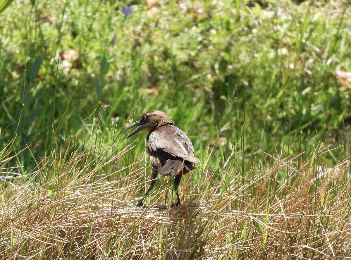 Boat-tailed Grackle - ML620577798