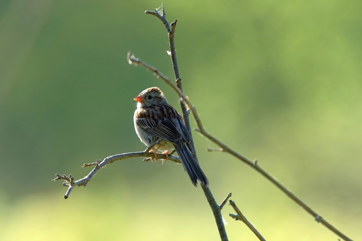 Field Sparrow - ML620577802