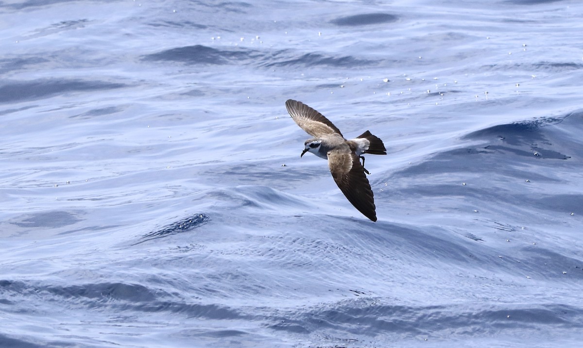White-faced Storm-Petrel - ML620577830