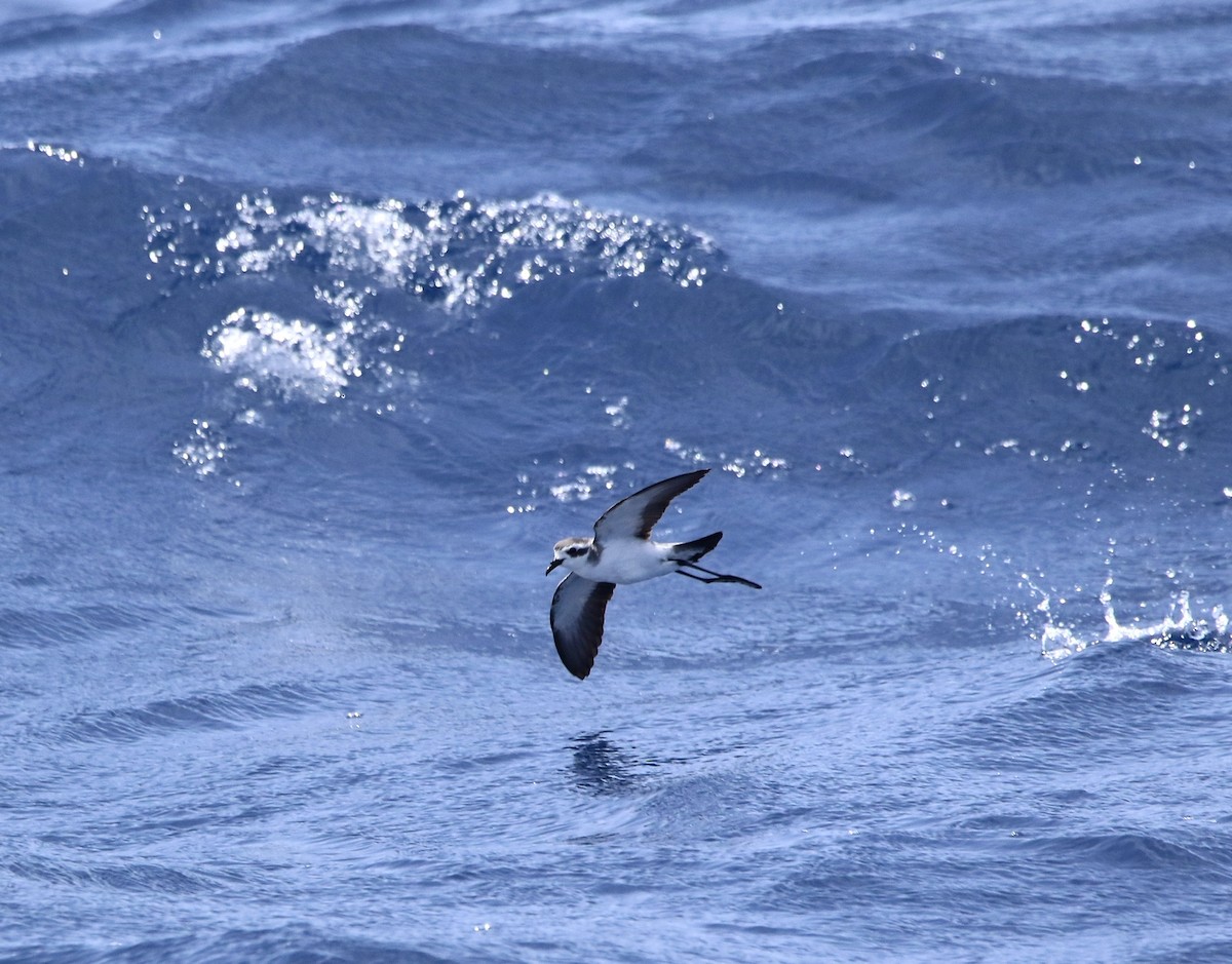 White-faced Storm-Petrel - ML620577831