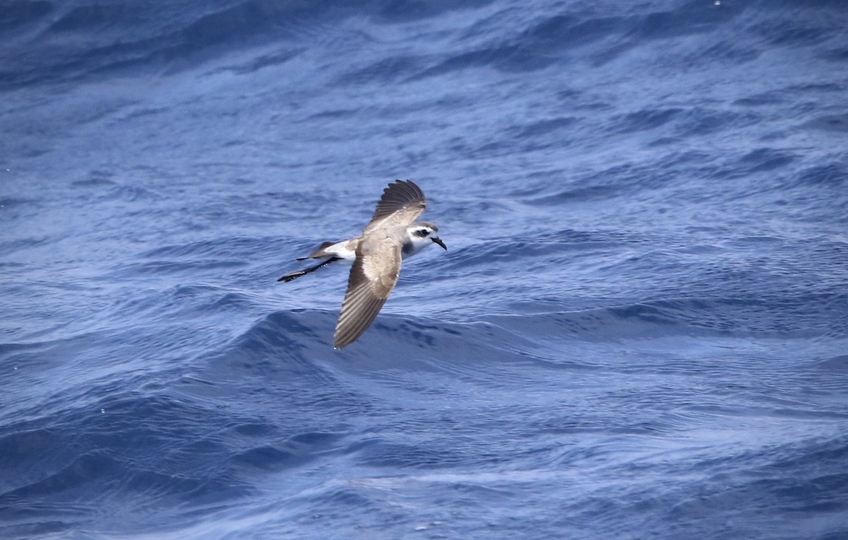 White-faced Storm-Petrel - ML620577832