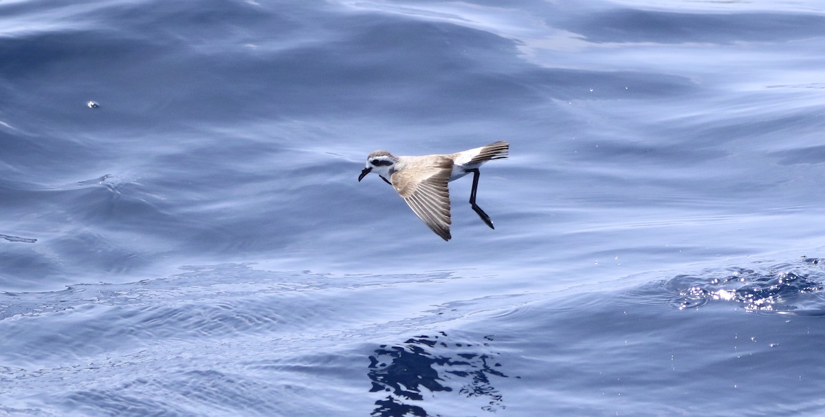 White-faced Storm-Petrel - ML620577833