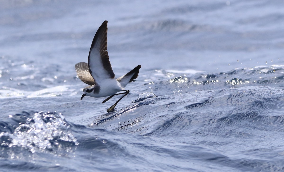 White-faced Storm-Petrel - ML620577834