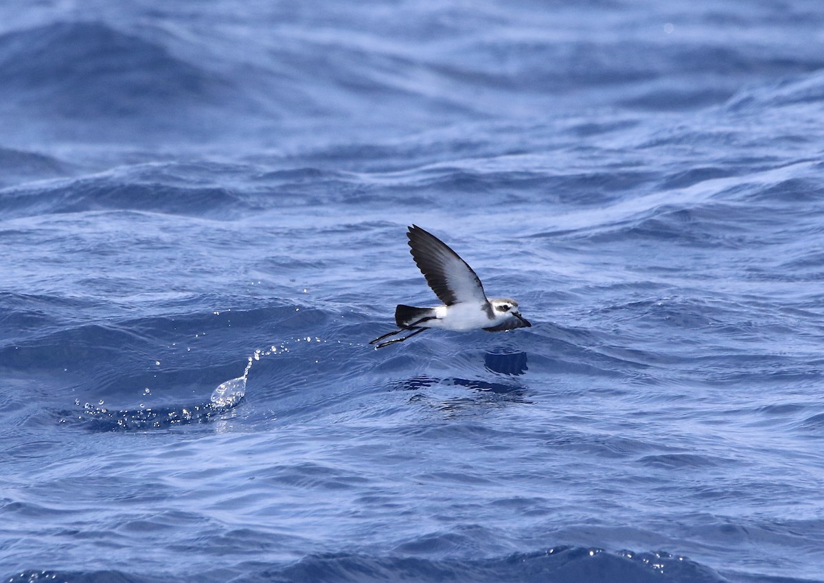White-faced Storm-Petrel - ML620577835