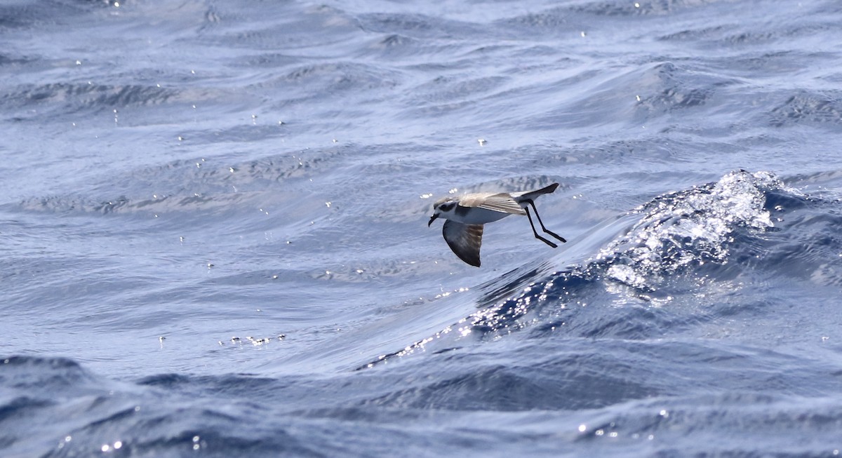 White-faced Storm-Petrel - ML620577836