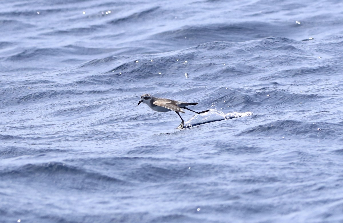 White-faced Storm-Petrel - ML620577837