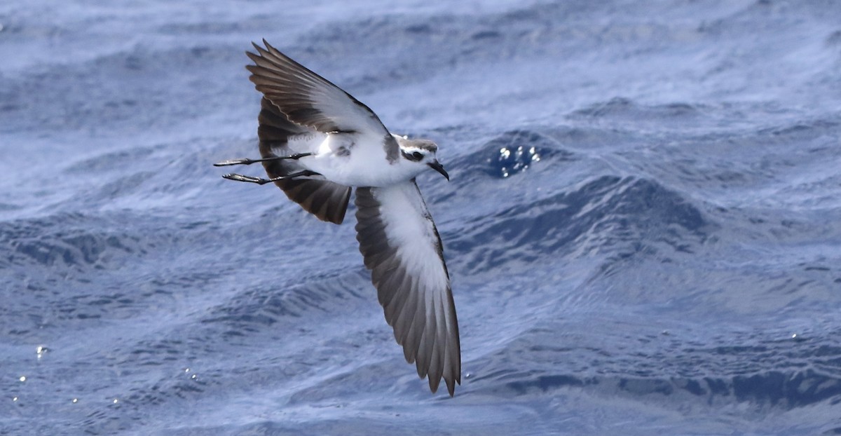 White-faced Storm-Petrel - ML620577838