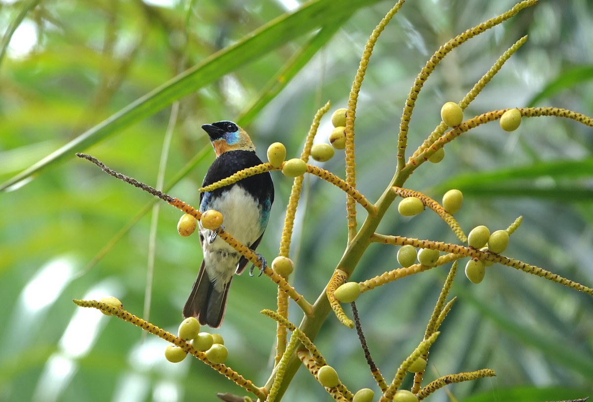 Golden-hooded Tanager - ML620577846