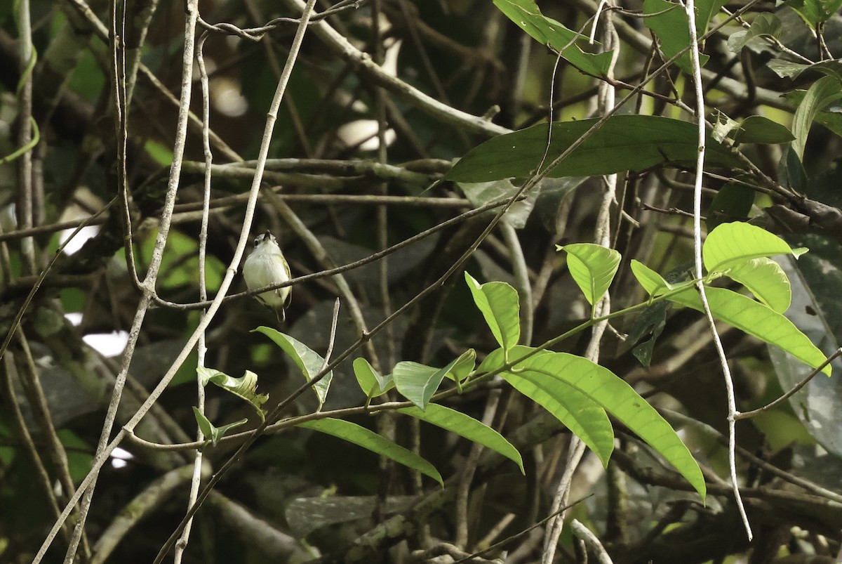 Short-tailed Pygmy-Tyrant - ML620577853