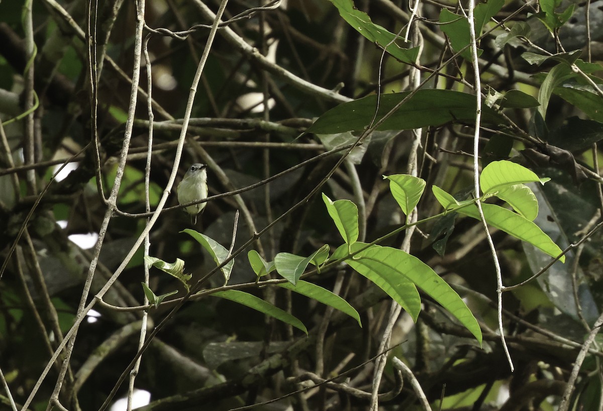 Short-tailed Pygmy-Tyrant - Bill Hubick