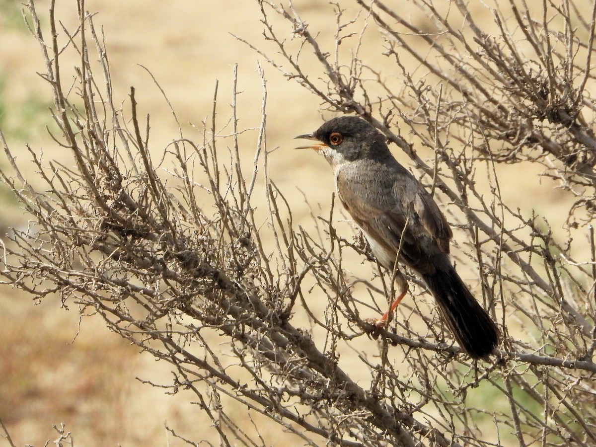 Curruca de Ménétries - ML620577856