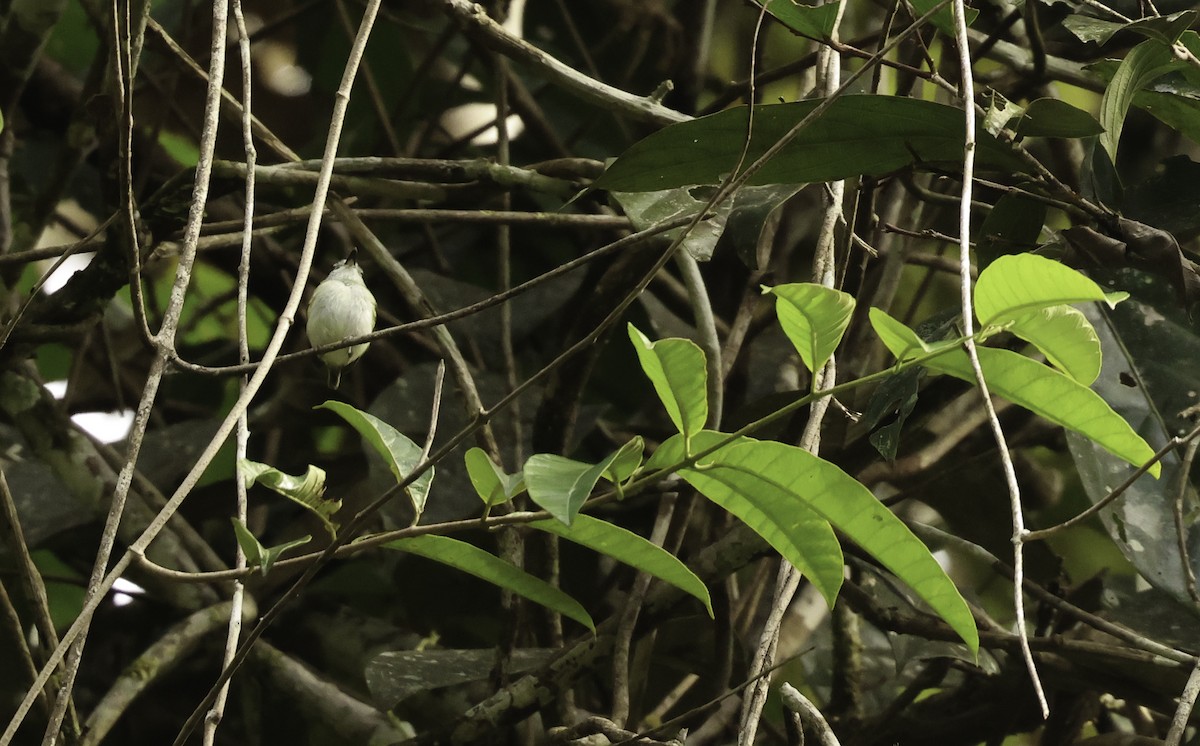 Short-tailed Pygmy-Tyrant - ML620577857