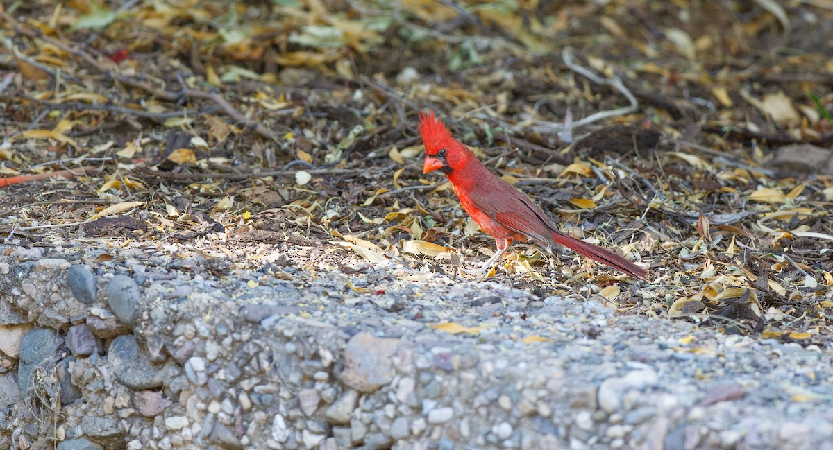 Cardinal rouge - ML620577860
