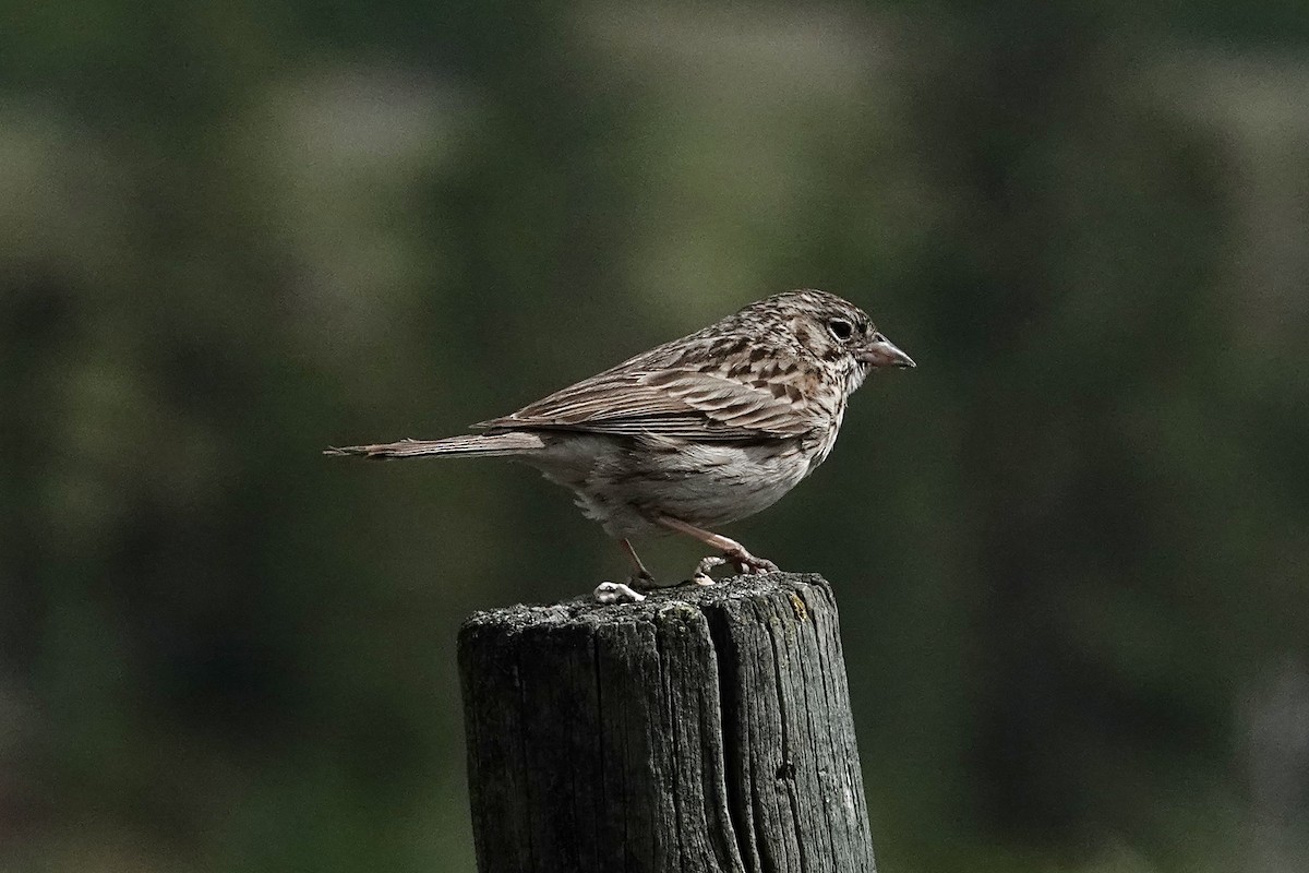 Vesper Sparrow - ML620577861