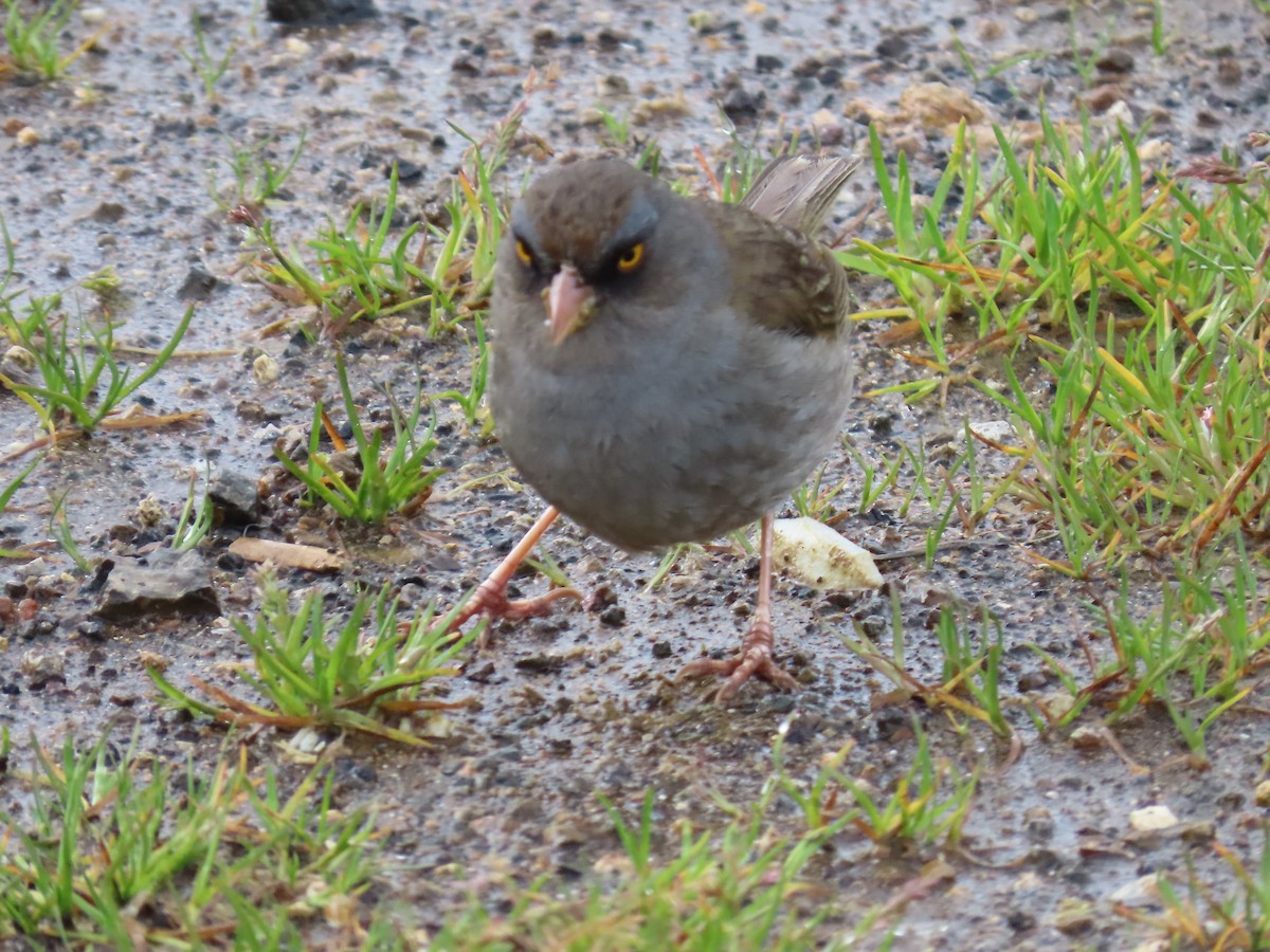 Junco des volcans - ML620577865