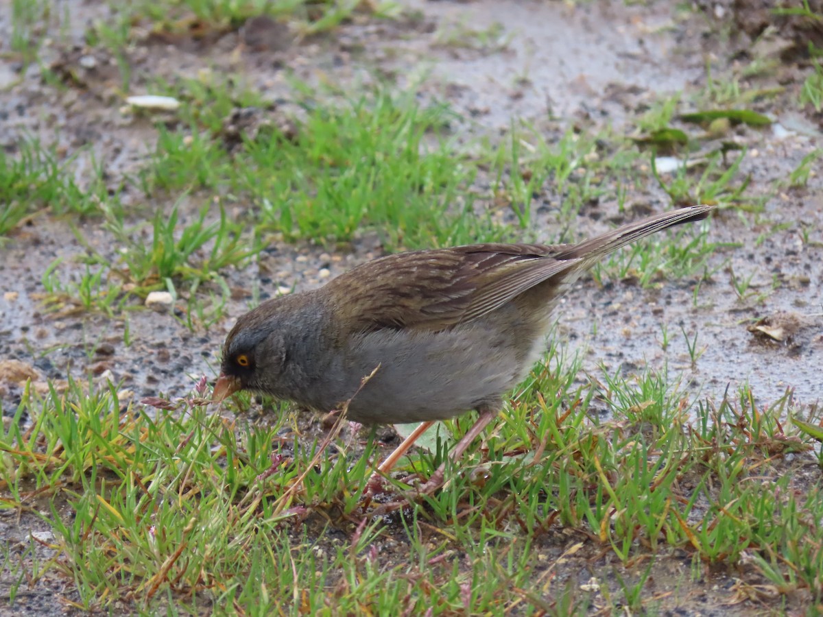 Junco de Los Volcanes - ML620577866