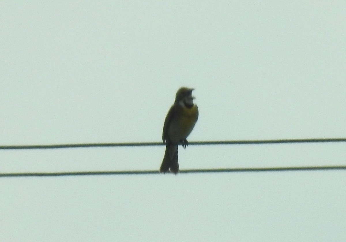 Dickcissel - ML620577867