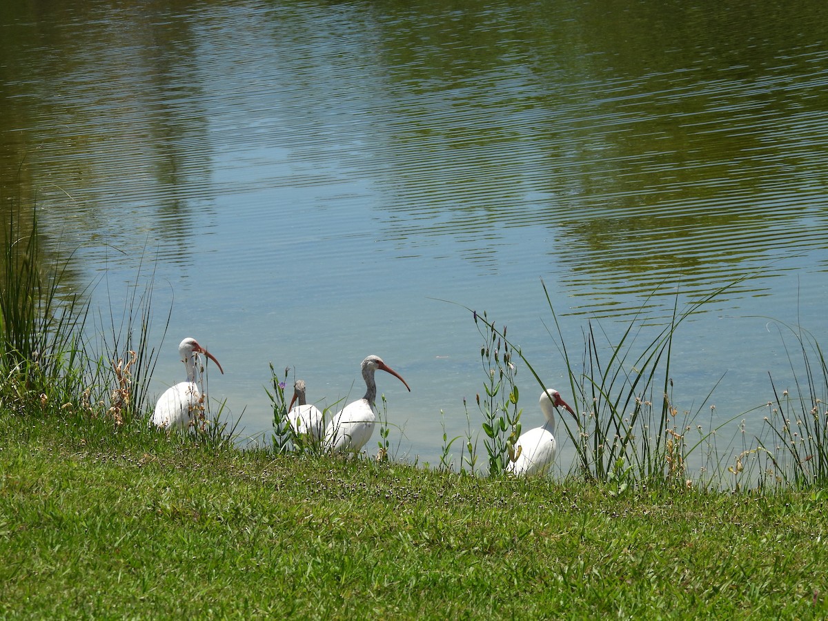 White Ibis - ML620577868