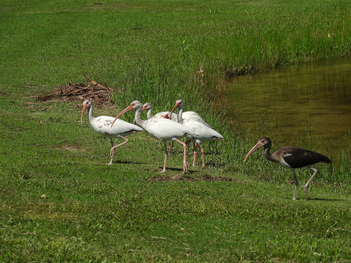 ibis bílý - ML620577870