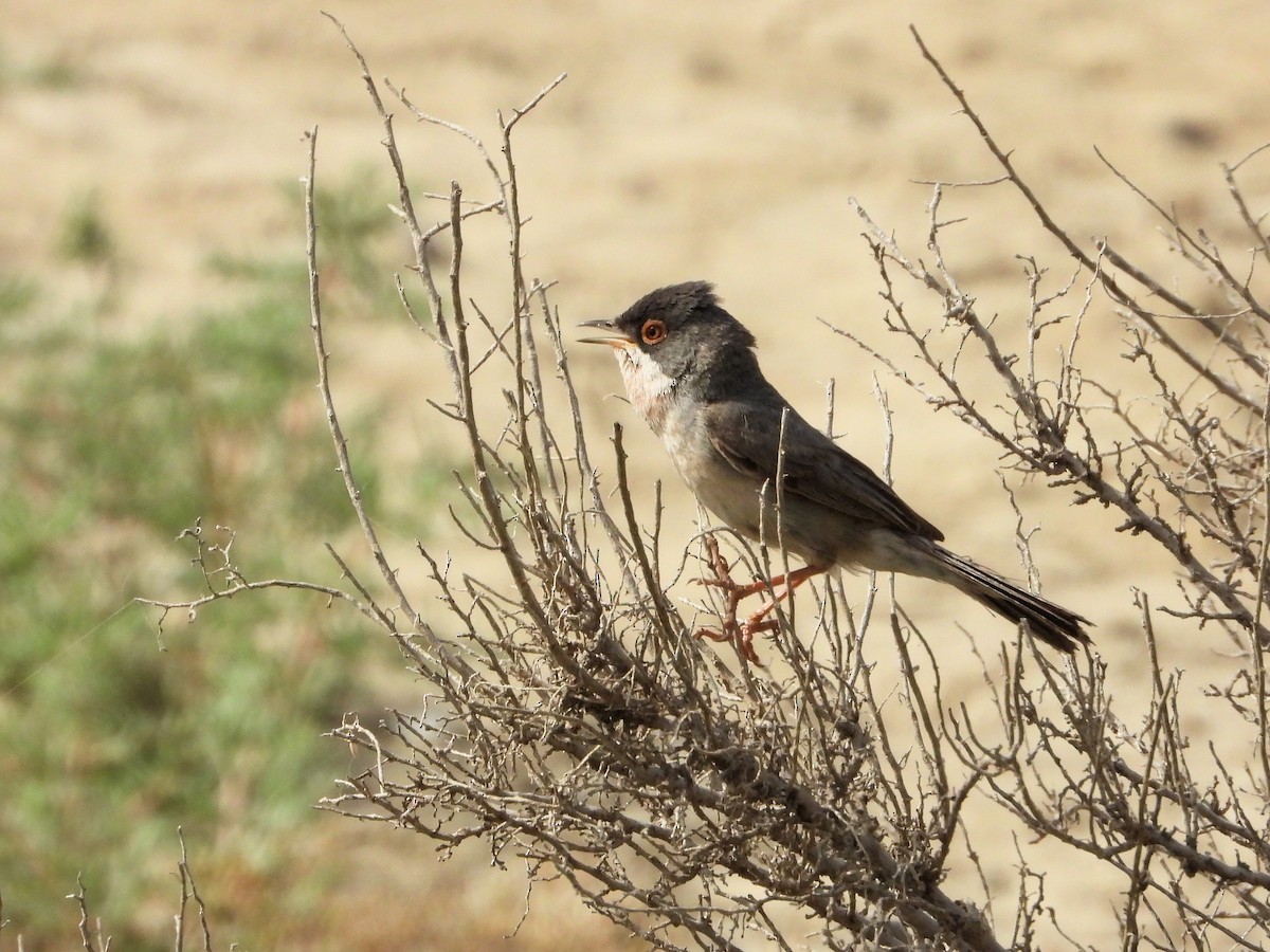 Menetries's Warbler - ML620577877