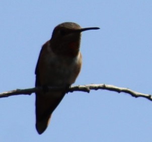 Allen's Hummingbird - ML620577888