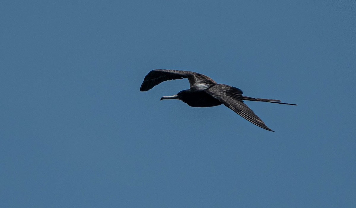 Magnificent Frigatebird - ML620577891