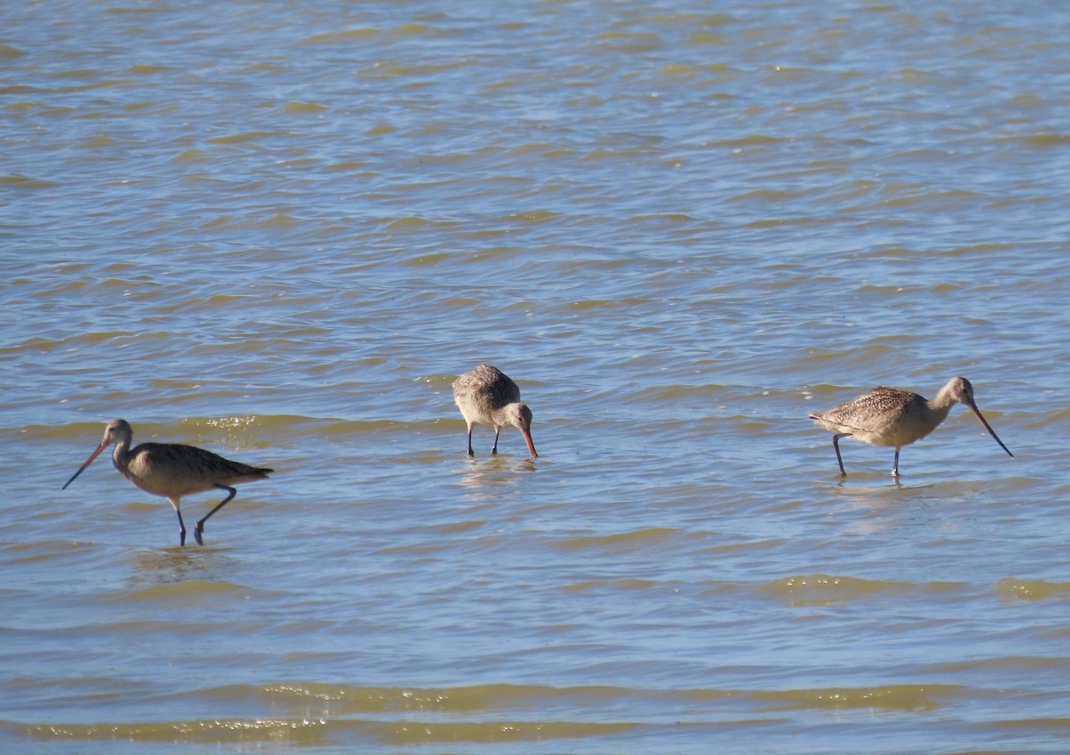 Marbled Godwit - ML620577896