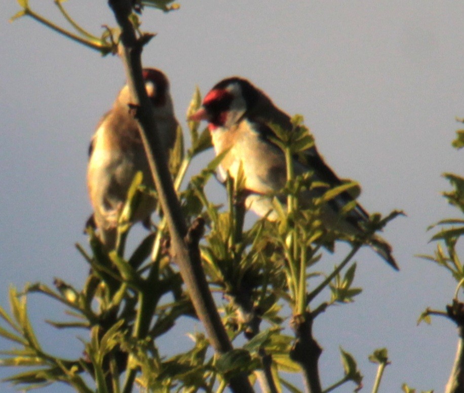 Kardantxiloa [carduelis Taldekoa] - ML620577903