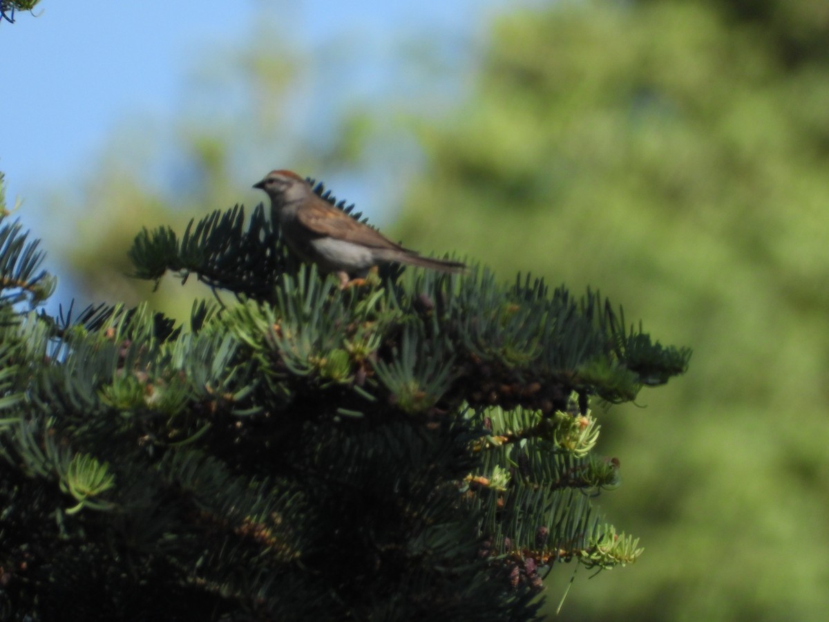 Chipping Sparrow - ML620577906