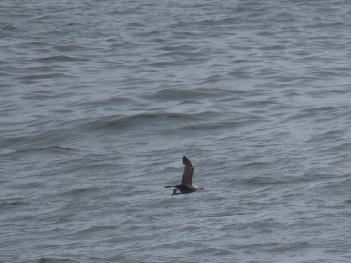 Heermann's Gull - Carla Springinotic