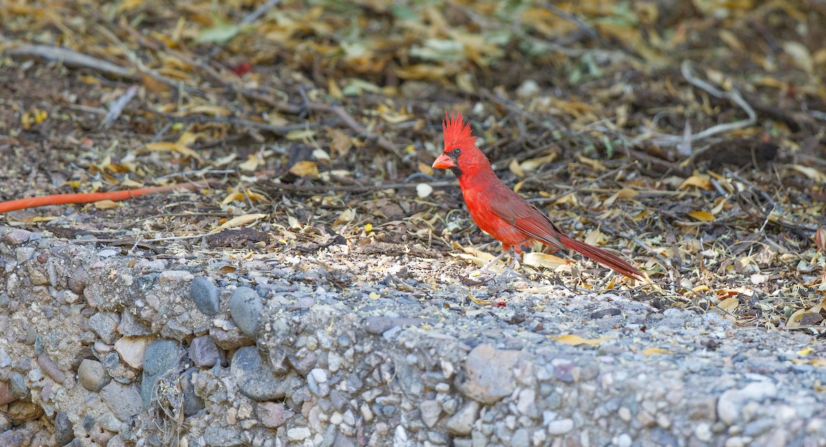 Cardinal rouge - ML620577909