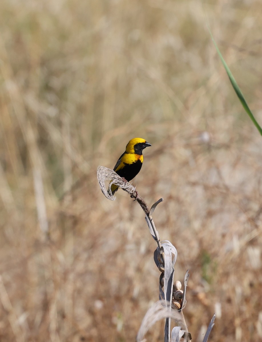 Yellow-crowned Bishop - Anonymous