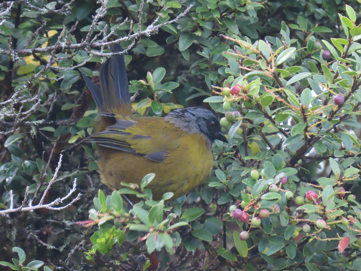 Large-footed Finch - ML620577915