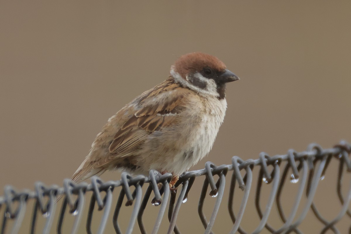 Eurasian Tree Sparrow - ML620577919