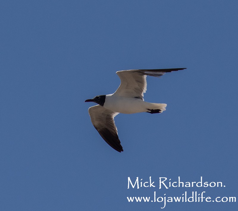 Gaviota Guanaguanare - ML620577921