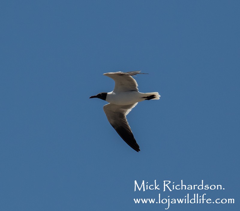 Mouette atricille - ML620577922