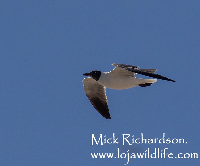 Mouette atricille - ML620577923