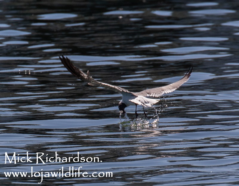 Laughing Gull - Mick Richardson