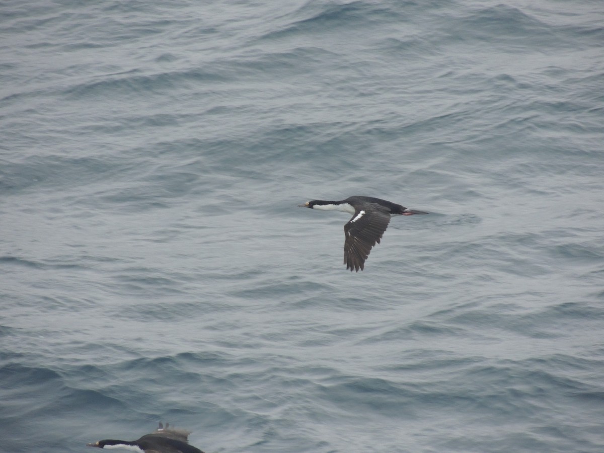 South Georgia Shag - ML620577944