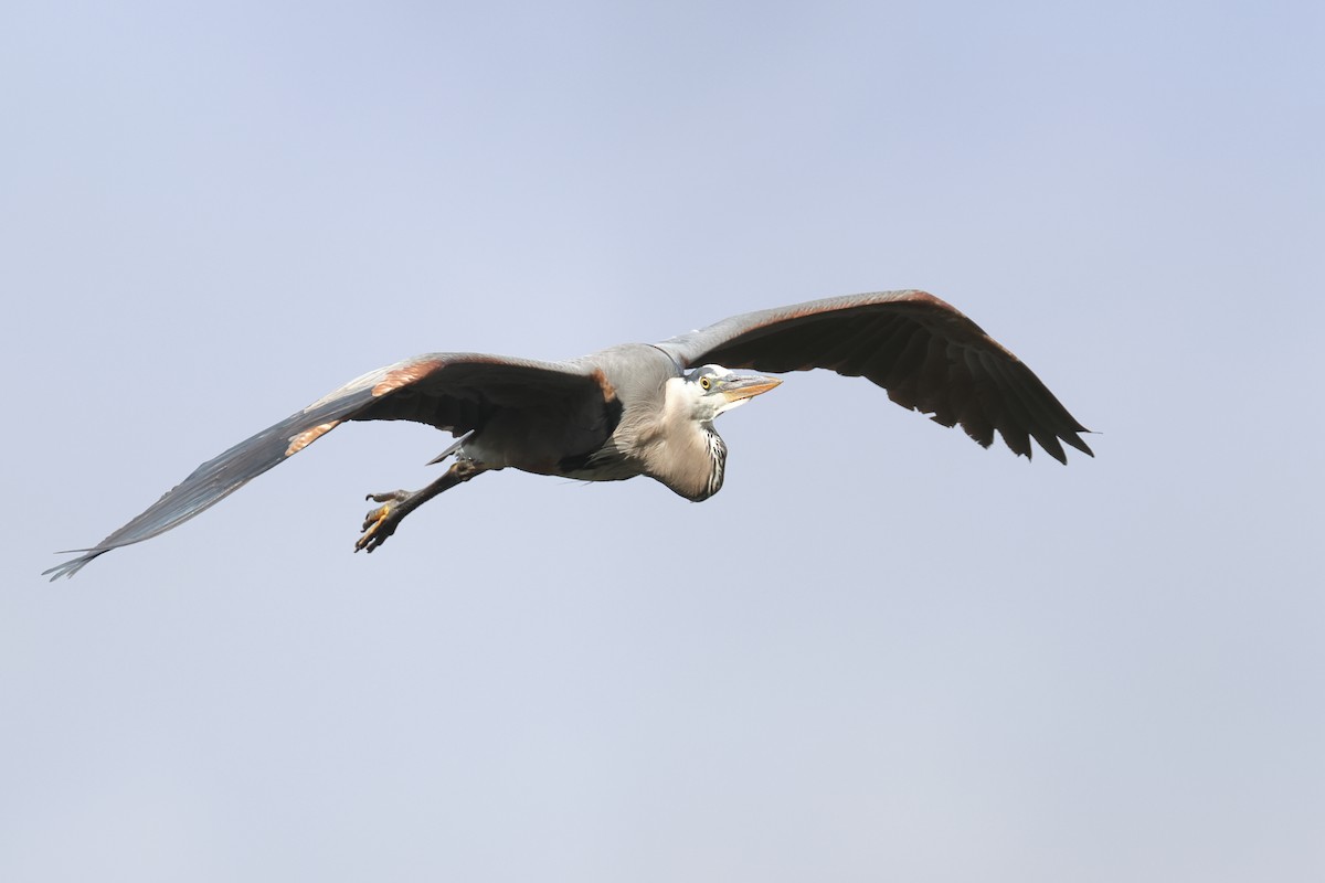 Great Blue Heron - ML620577948