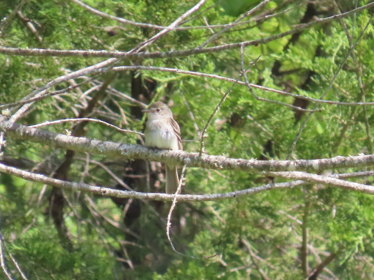 Alder Flycatcher - ML620577951